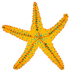 Yellow Star
                  Fish June 2022